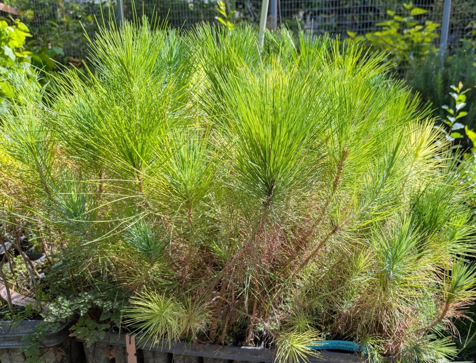 Himalayan Stone pine